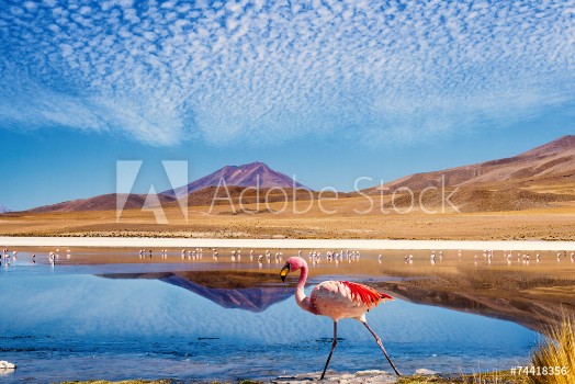 Image de Lagoon flamingo bolivia